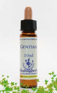 gentian_10_ml